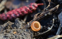 Ciboria amentacea