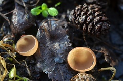 Ciboria amentacea
