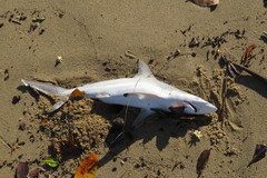 Carcharhinus tilstoni
