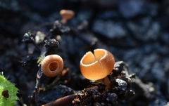 Ciboria amentacea