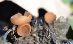 Ciboria amentacea