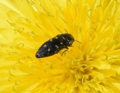 Acmaeodera tubulus