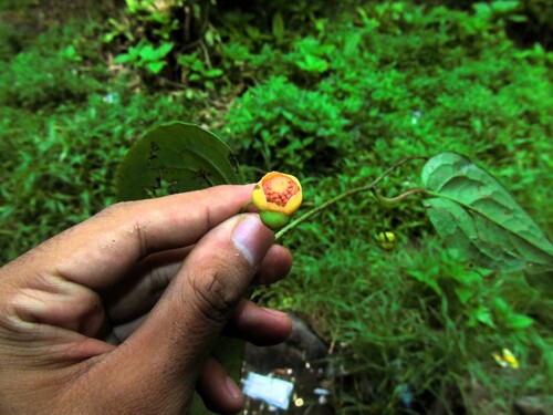 Schisandra elongata