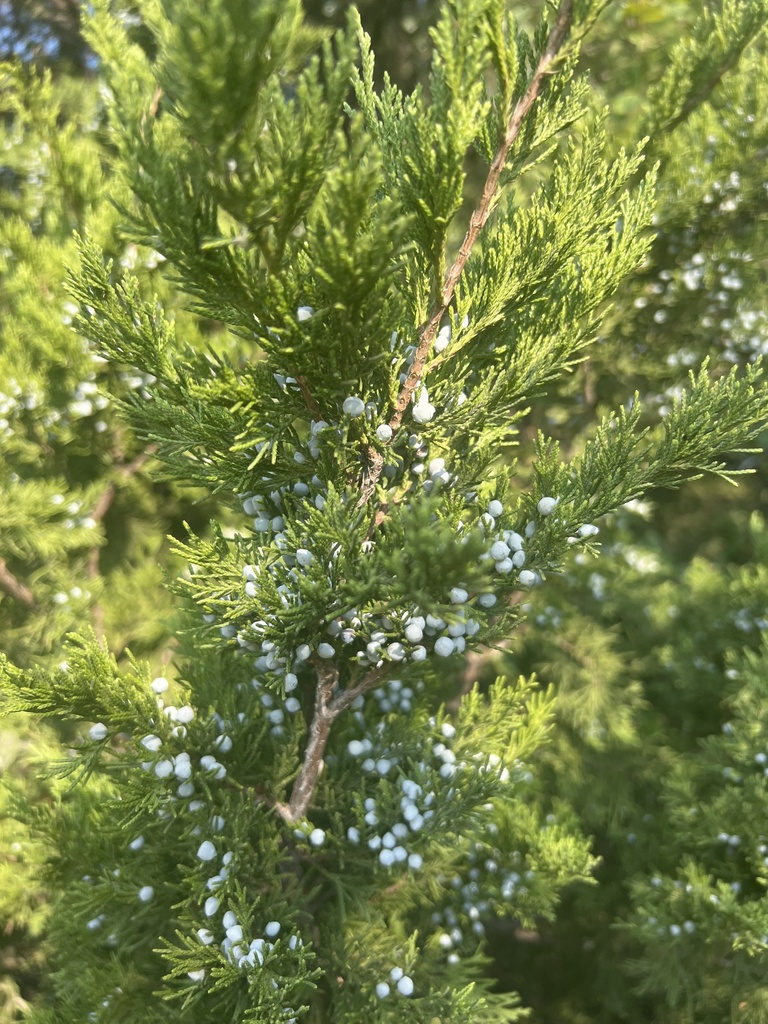 junipers from Meadow Hill Dr, Frisco, TX, US on August 31, 2023 at 09