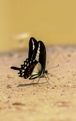 Heraclides hectorides