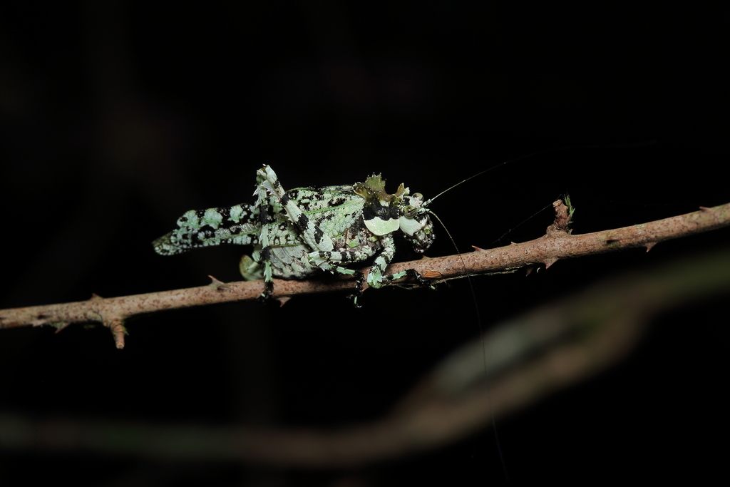 Trachyzulpha formosana