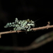Trachyzulpha formosana - Photo (c) Felid Lacewing, alguns direitos reservados (CC BY-NC-SA), uploaded by Felid Lacewing