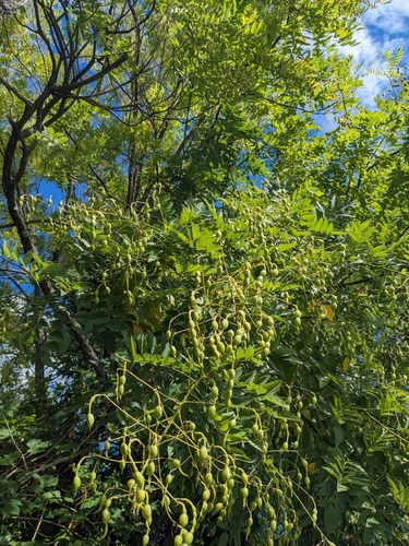 Image of Styphnolobium japonicum by no rights reserved
