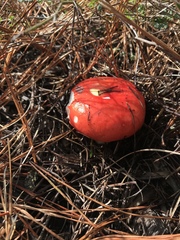 Russula cremoricolor image