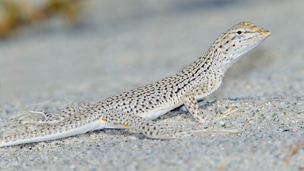 Coachella Valley Fringe-Toed Lizard