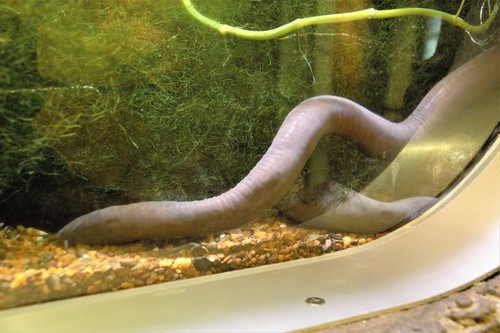 Rubber Eel