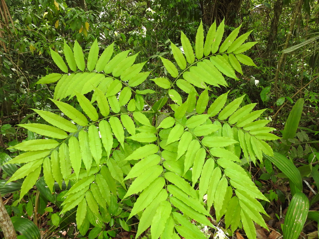 Vatairea lundellii from Cayo District, Belize on June 23, 2023 at 1023
