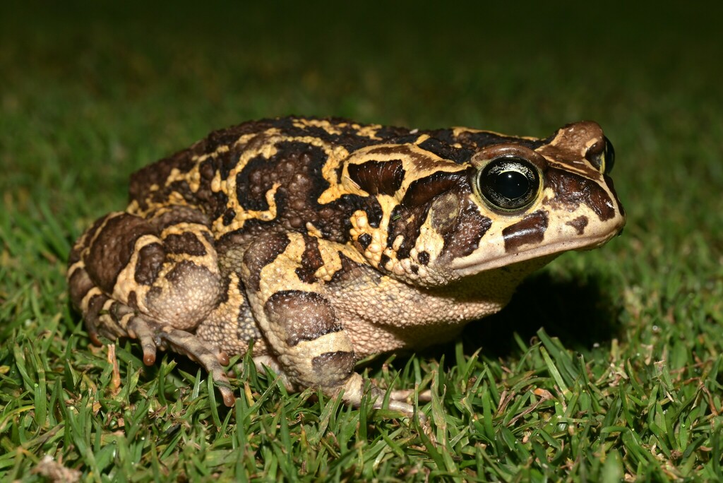 Western Leopard Toad from Westlake Golf Club on August 29, 2023 at 09: ...