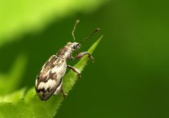 Polydrusus tereticollis