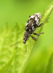 Polydrusus tereticollis