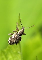 Polydrusus tereticollis