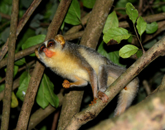 Gray Slender Loris photo 3