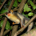 Slender Lorises - Photo (c) Chris Earley, some rights reserved (CC BY-NC-SA), uploaded by Chris Earley