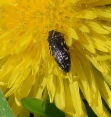 Acmaeodera tubulus