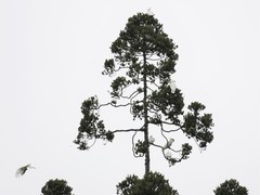Cacatua galerita galerita