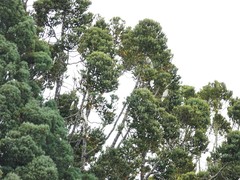 Cacatua galerita galerita