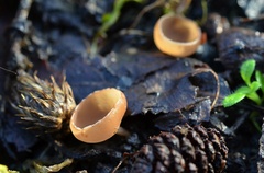 Ciboria amentacea