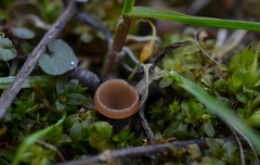 Ciboria amentacea