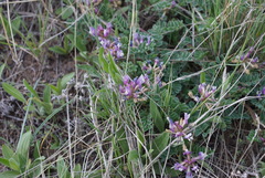 Astragalus cibarius