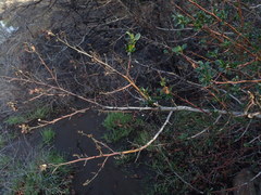 Ceanothus oliganthus