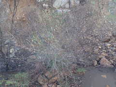 Ceanothus oliganthus