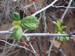 Cercocarpus betuloides betuloides