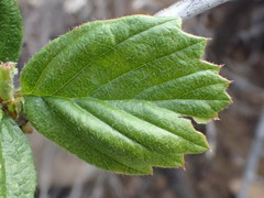 Cercocarpus betuloides betuloides