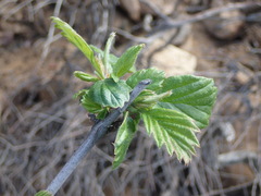 Cercocarpus betuloides betuloides