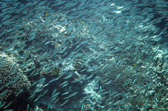 Delicate Round Herring photo 5