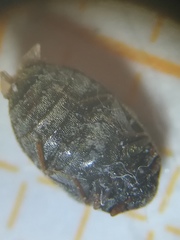 Anthrenocerus australis