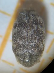 Anthrenocerus australis