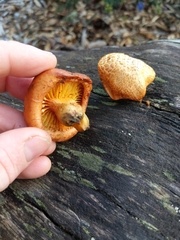Gymnopilus thiersii image