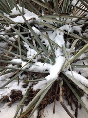 Yucca utahensis