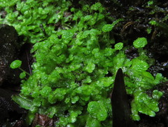 Cryptomitrium tenerum