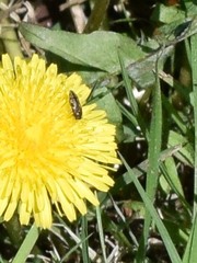 Acmaeodera neglecta
