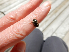 Calligrapha confluens