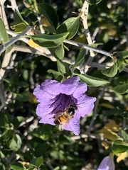 Ruellia californica peninsularis