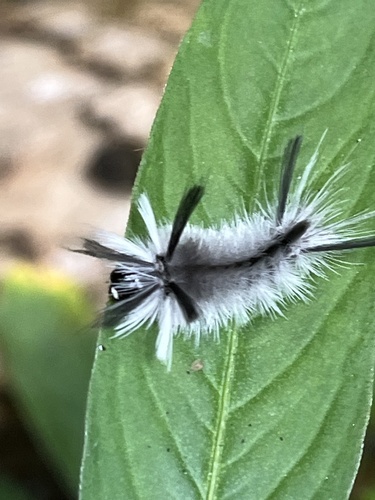 Banded Tussock Moth, photo 4 of 10