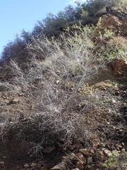 Cercocarpus betuloides betuloides