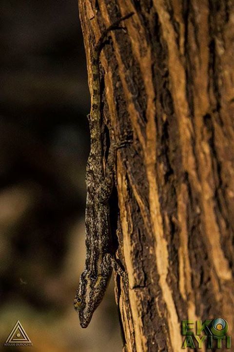 Jacmel Anole