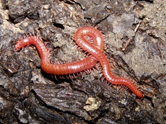 Strigamia epileptica