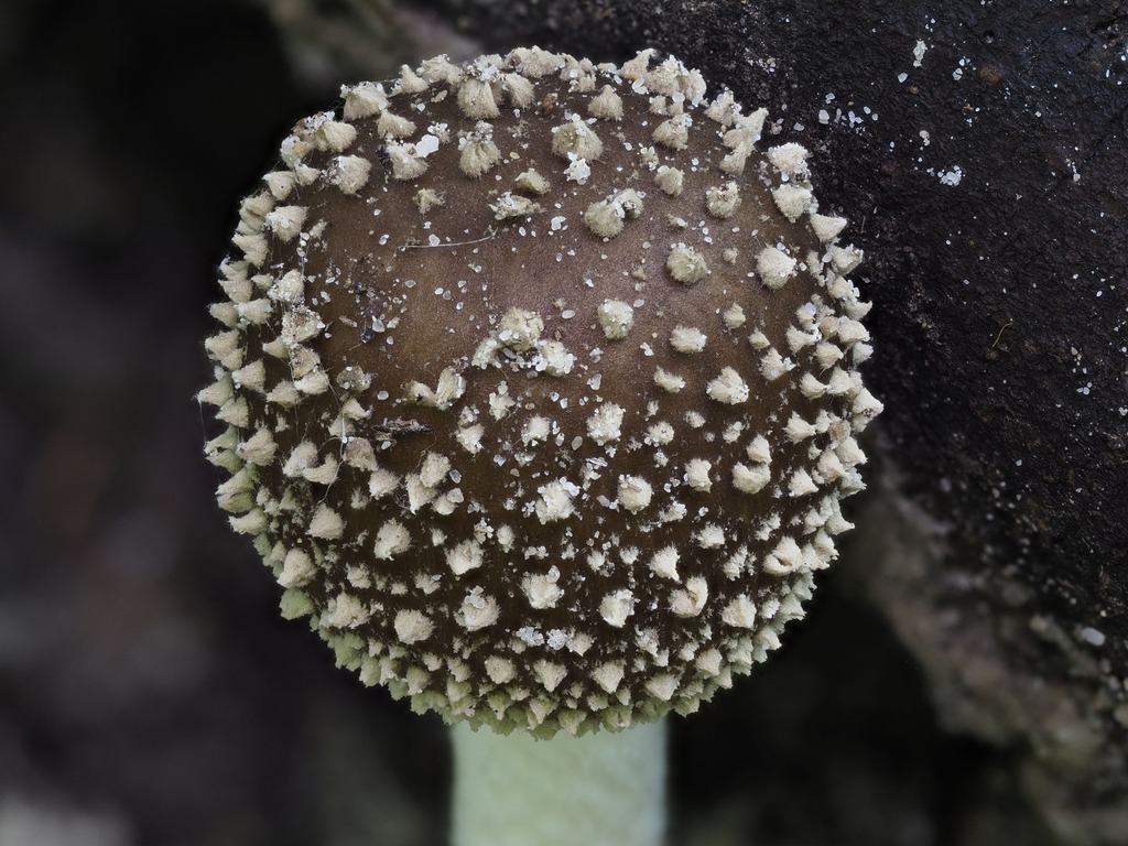 Forest of Pyramids Amanita