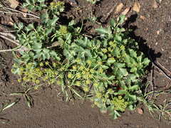 Tauschia arguta