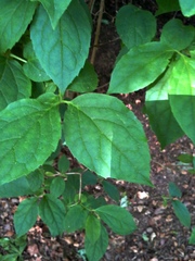 Philadelphus coronarius