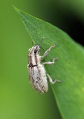 Sitona macularius